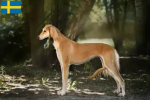 Lee más sobre el artículo Criadores de salukis y cachorros en Suecia