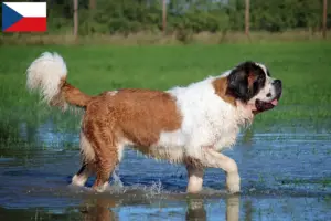 Lee más sobre el artículo Criadores de San Bernardo y cachorros en la República Checa