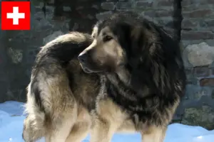 Lee más sobre el artículo Šarplaninac criadores y cachorros en Suiza