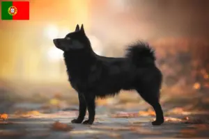 Lee más sobre el artículo Criadores y cachorros de Schipperke en Portugal