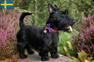 Lee más sobre el artículo Criadores y cachorros de Scottish Terrier en Suecia