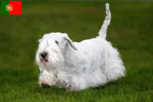 Lee más sobre el artículo Criadores y cachorros de Sealyham Terrier en Portugal