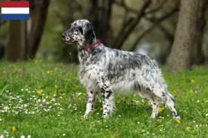 Lee más sobre el artículo Criadores y cachorros de Setter Inglés en los Países Bajos