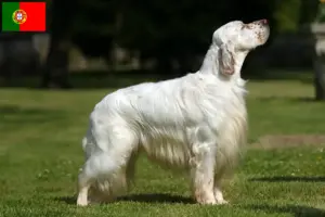 Lee más sobre el artículo Criadores y cachorros de Setter Inglés en Portugal