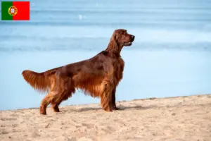 Lee más sobre el artículo Criadores y cachorros de Setter Irlandés Rojo en Portugal