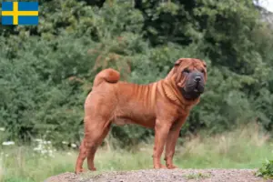 Lee más sobre el artículo Criadores de Shar-Pei y cachorros en Suecia