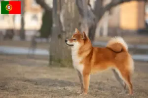 Lee más sobre el artículo Criadores de Shiba y cachorros en Portugal