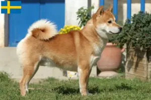 Lee más sobre el artículo Criadores de Shiba y cachorros en Suecia