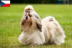 Lee más sobre el artículo Criadores de Shih Tzu y cachorros en la República Checa