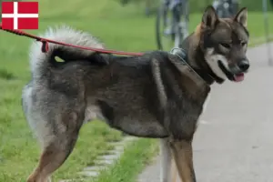 Lee más sobre el artículo Criadores de Shikoku y cachorros en Dinamarca