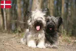 Lee más sobre el artículo Skye Terrier criadores y cachorros en Dinamarca