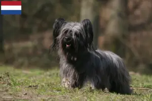 Lee más sobre el artículo Criadores y cachorros de Skye Terrier en los Países Bajos