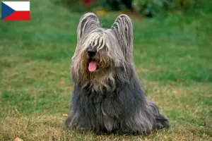 Lee más sobre el artículo Criadores y cachorros de Skye Terrier en la República Checa