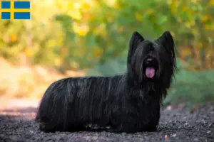 Lee más sobre el artículo Criadores y cachorros de Skye Terrier en Suecia