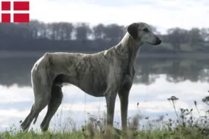 Lee más sobre el artículo Criadores de Sloughi y cachorros en Dinamarca