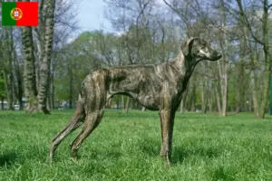 Lee más sobre el artículo Criadores de Sloughi y cachorros en Portugal