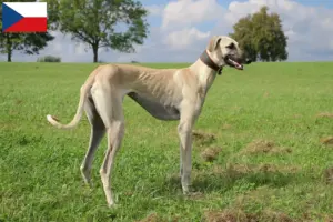Lee más sobre el artículo Criadores de Sloughi y cachorros en la República Checa
