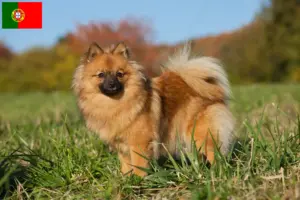 Lee más sobre el artículo Criadores de Spitz y cachorros en Portugal