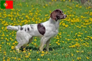 Lee más sobre el artículo Criadores de Springer Spaniel Inglés y cachorros en Portugal