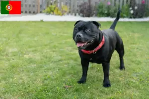 Lee más sobre el artículo Staffordshire Bull Terrier criadores y cachorros en Portugal