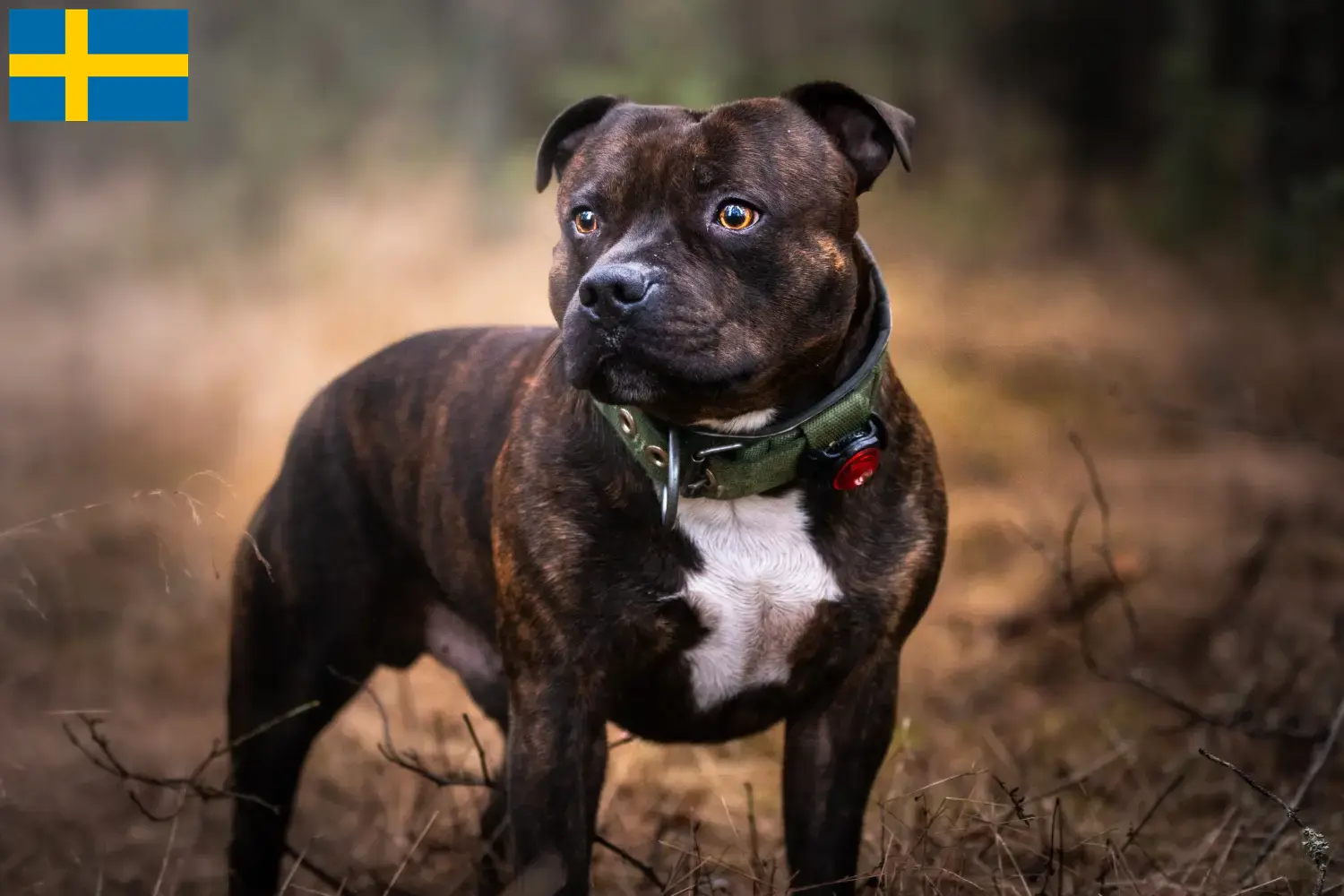 Staffordshire Bull Terrier cachorros y criadores Suecia Encuentra criadores de Staffordshire Bull Terrier en Suecia.