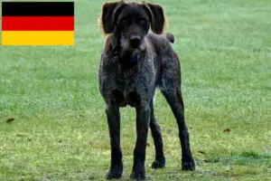 Lee más sobre el artículo Criadores de Stichelhaar alemán y cachorros en Alemania