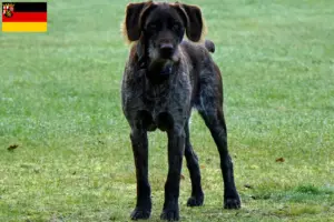 Lee más sobre el artículo Criadores de Stichelhaar alemán y cachorros en Renania-Palatinado