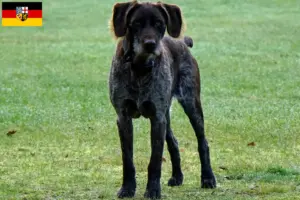 Lee más sobre el artículo Criadores de Stichelhaar alemán y cachorros en Sarre