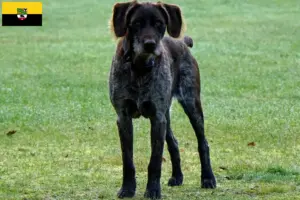 Lee más sobre el artículo Criadores de Stichelhaar alemán y cachorros en Sajonia-Anhalt