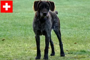 Lee más sobre el artículo Criadores de Stichelhaar alemán y cachorros en Suiza