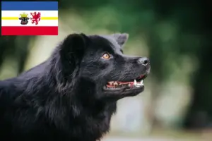 Lee más sobre el artículo Criadores de Lapphund sueco y cachorros en Mecklemburgo-Pomerania Occidental