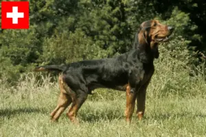 Lee más sobre el artículo Criadores de perros de correr suizos y cachorros en Suiza