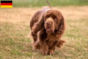 Lee más sobre el artículo Criadores y cachorros de Sussex-Spaniel en Alemania