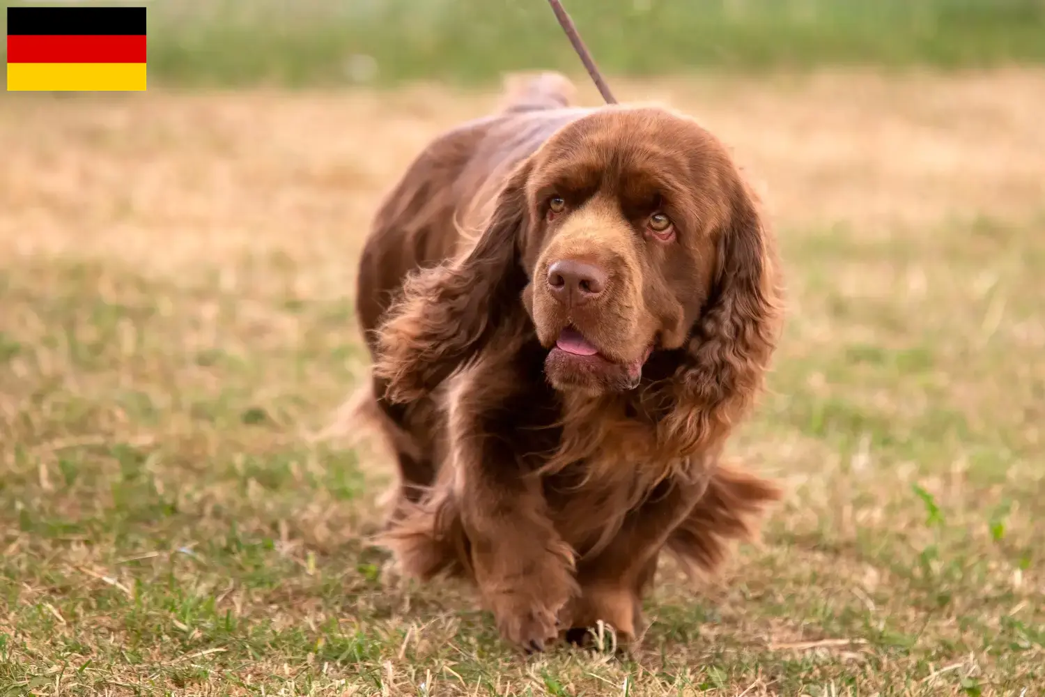 Lee más sobre el artículo Criadores y cachorros de Sussex-Spaniel en Alemania