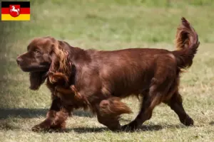 Lee más sobre el artículo Criadores de Sussex-Spaniel y cachorros en Baja Sajonia
