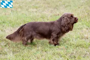 Lee más sobre el artículo Criadores de Sussex-Spaniel y cachorros en Baviera