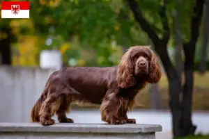 Lee más sobre el artículo Criadores de Sussex-Spaniel y cachorros en Brandenburgo