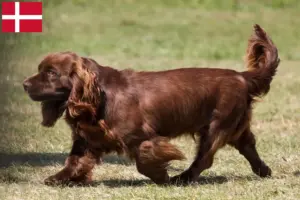 Lee más sobre el artículo Criadores de Sussex Spaniel y cachorros en Dinamarca