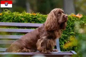Lee más sobre el artículo Criadores de Sussex-Spaniel y cachorros en Hessen