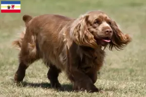 Lee más sobre el artículo Criadores de Sussex-Spaniel y cachorros en Mecklemburgo-Pomerania Occidental