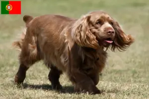 Lee más sobre el artículo Criadores de Sussex Spaniel y cachorros en Portugal