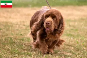 Lee más sobre el artículo Criadores de Sussex-Spaniel y cachorros en Renania del Norte-Westfalia