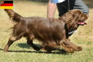 Lee más sobre el artículo Criadores de Sussex-Spaniel y cachorros en Renania-Palatinado