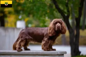 Lee más sobre el artículo Criadores de Sussex-Spaniel y cachorros en Sajonia-Anhalt