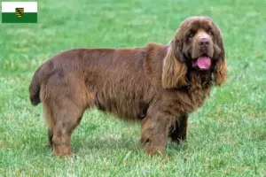 Lee más sobre el artículo Criadores de Sussex-Spaniel y cachorros en Sajonia