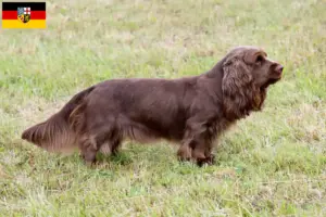 Lee más sobre el artículo Criadores de Sussex-Spaniel y cachorros en Sarre