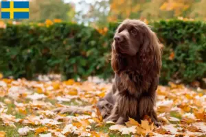 Lee más sobre el artículo Criadores y cachorros de Sussex spaniel en Suecia