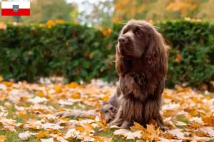 Lee más sobre el artículo Criadores de Sussex-Spaniel y cachorros en Turingia