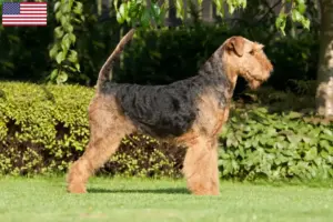 Lee más sobre el artículo Airedale Terrier criadores y cachorros en los EE.UU.