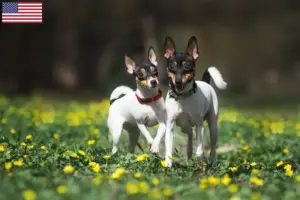 Lee más sobre el artículo American Toy Terrier criadores y cachorros en los EE.UU.